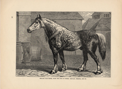 English Dray-horse